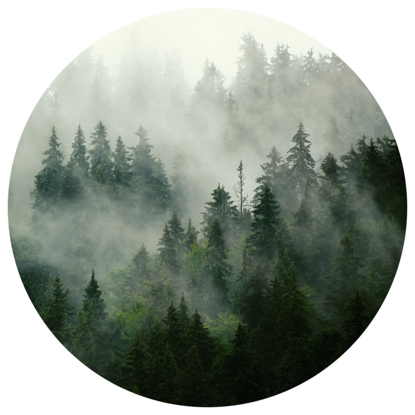 Mist - Wall Dot